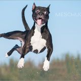 Stimmungsbild zu Kauderwelsch* - Postkartenset